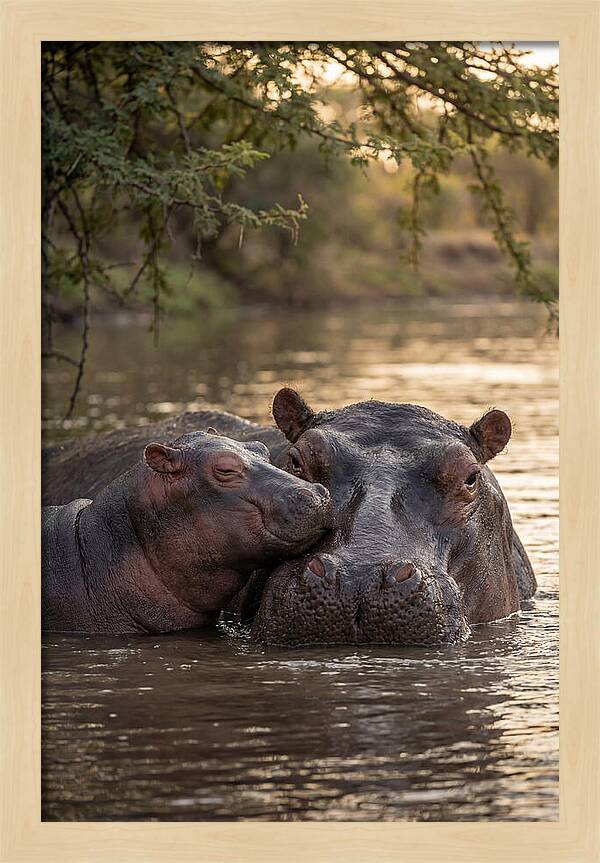African Hippo Family Bonding