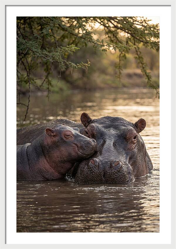 African Hippo Family Bonding