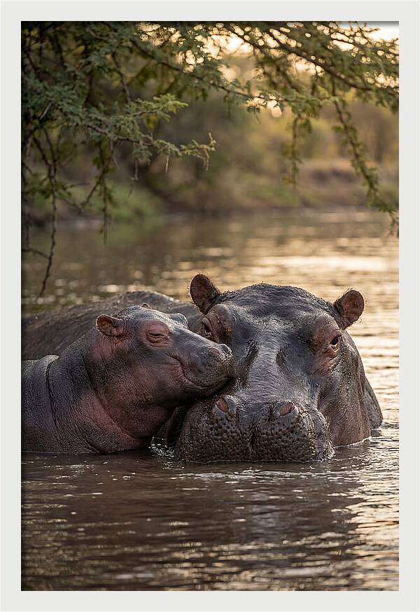 African Hippo Family Bonding