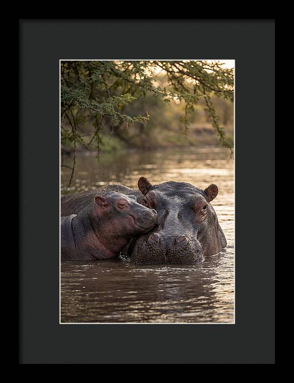 African Hippo Family Bonding