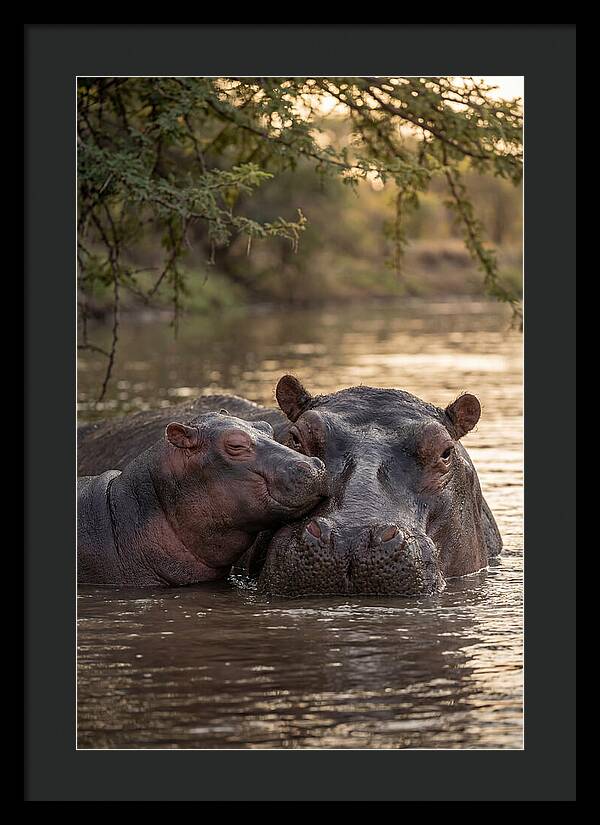 African Hippo Family Bonding