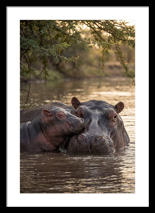 African Hippo Family Bonding