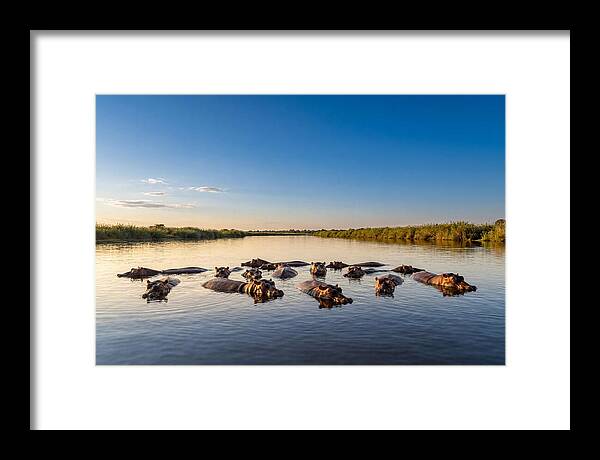 African Hippos Enjoying A Bath