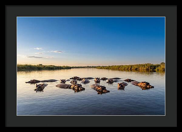African Hippos Enjoying A Bath
