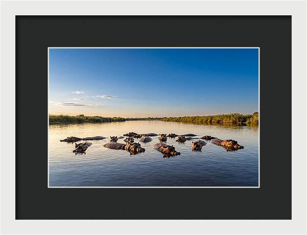 African Hippos Enjoying A Bath