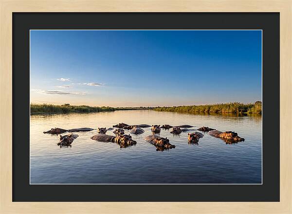 African Hippos Enjoying A Bath