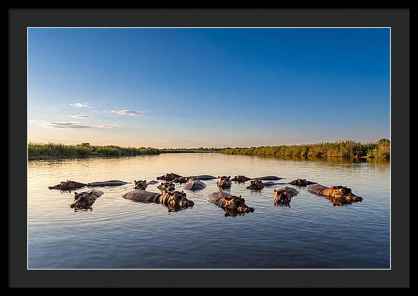 African Hippos Enjoying A Bath
