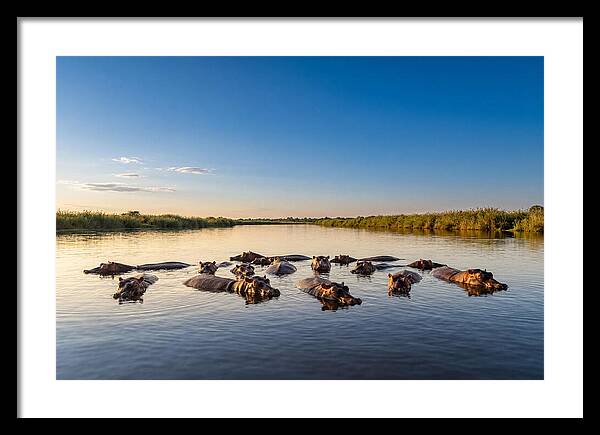 African Hippos Enjoying A Bath
