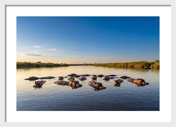 African Hippos Enjoying A Bath
