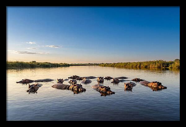 African Hippos Enjoying A Bath