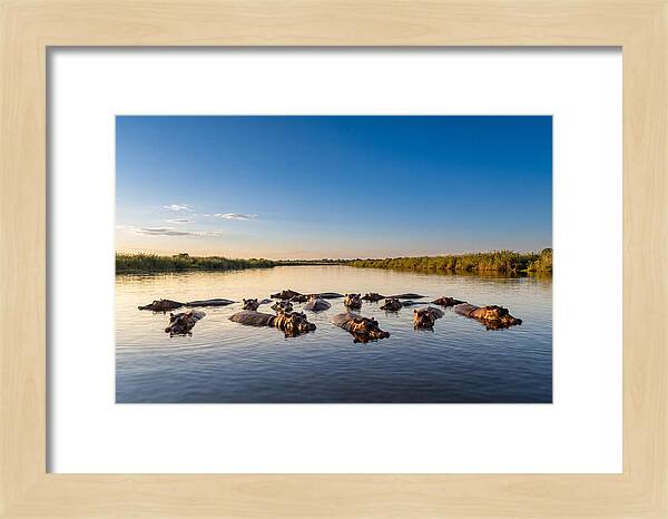 African Hippos Enjoying A Bath