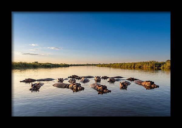 African Hippos Enjoying A Bath