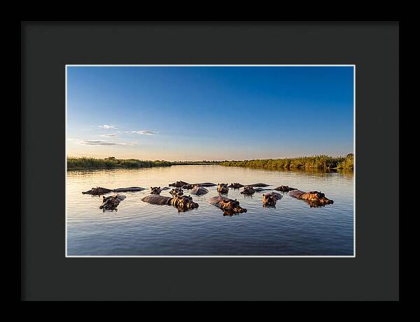 African Hippos Enjoying A Bath