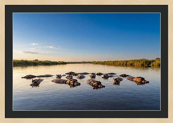 African Hippos Enjoying A Bath