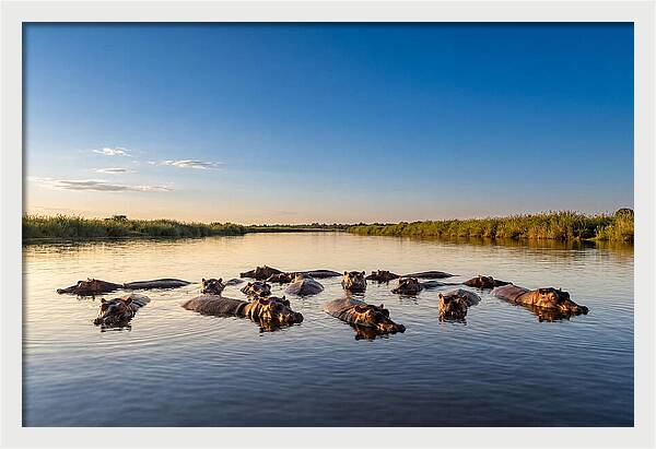African Hippos Enjoying A Bath