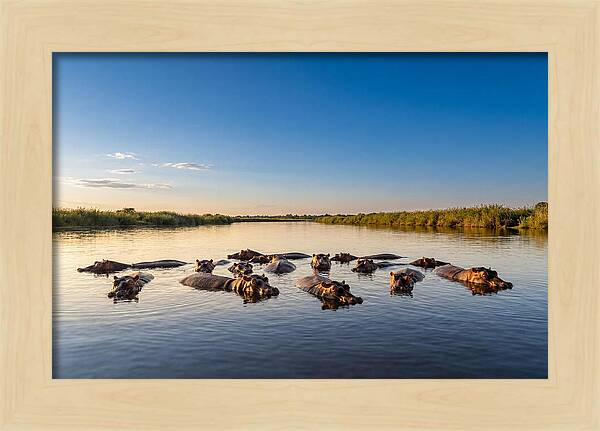 African Hippos Enjoying A Bath