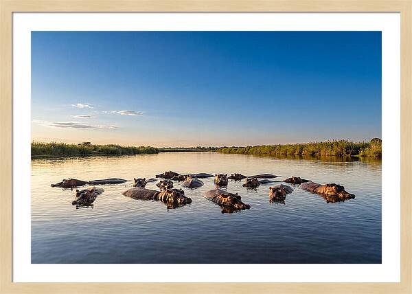 African Hippos Enjoying A Bath