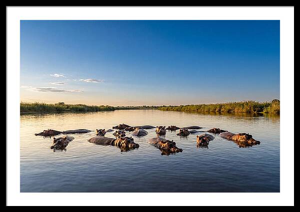 African Hippos Enjoying A Bath