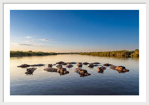 African Hippos Enjoying A Bath