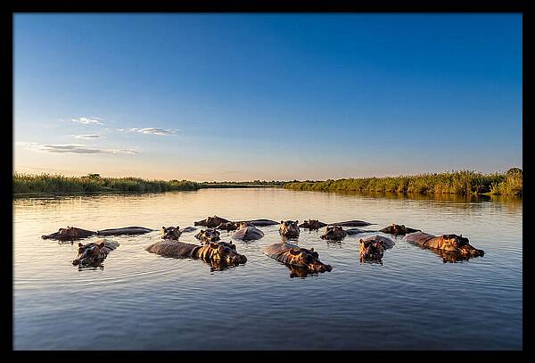 African Hippos Enjoying A Bath