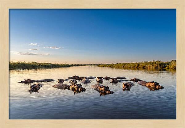 African Hippos Enjoying A Bath