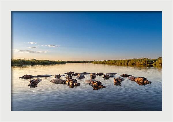 African Hippos Enjoying A Bath