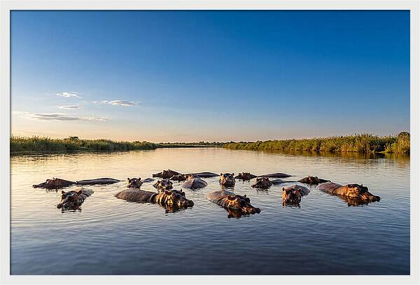 African Hippos Enjoying A Bath
