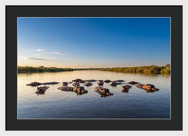 African Hippos Enjoying A Bath