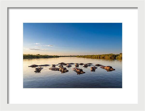 African Hippos Enjoying A Bath