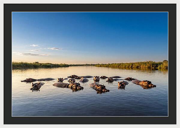 African Hippos Enjoying A Bath