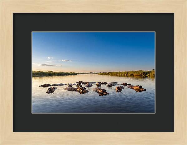African Hippos Enjoying A Bath