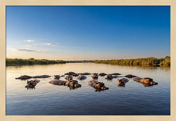 African Hippos Enjoying A Bath
