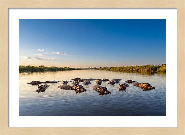 African Hippos Enjoying A Bath