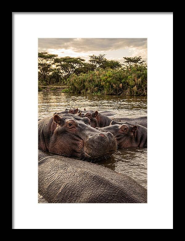 African Hippos Relaxing Together