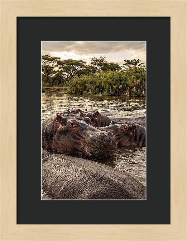 African Hippos Relaxing Together