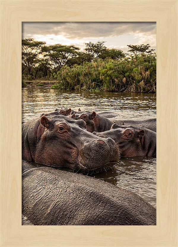 African Hippos Relaxing Together