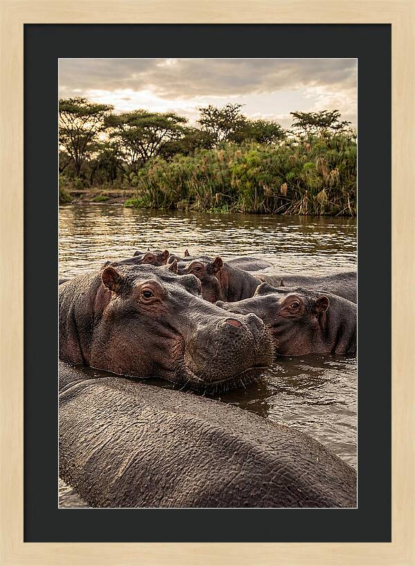 African Hippos Relaxing Together
