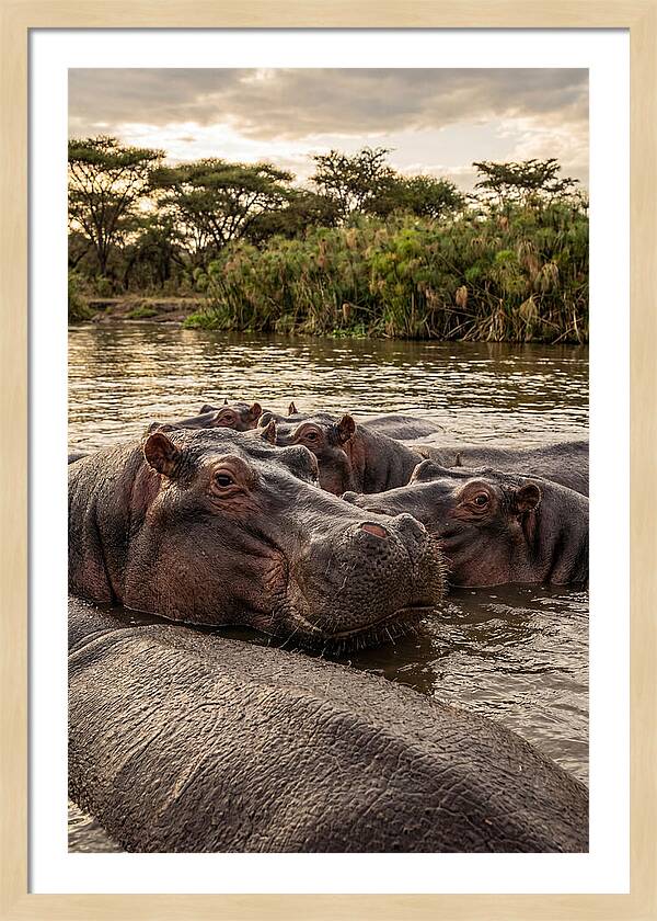 African Hippos Relaxing Together