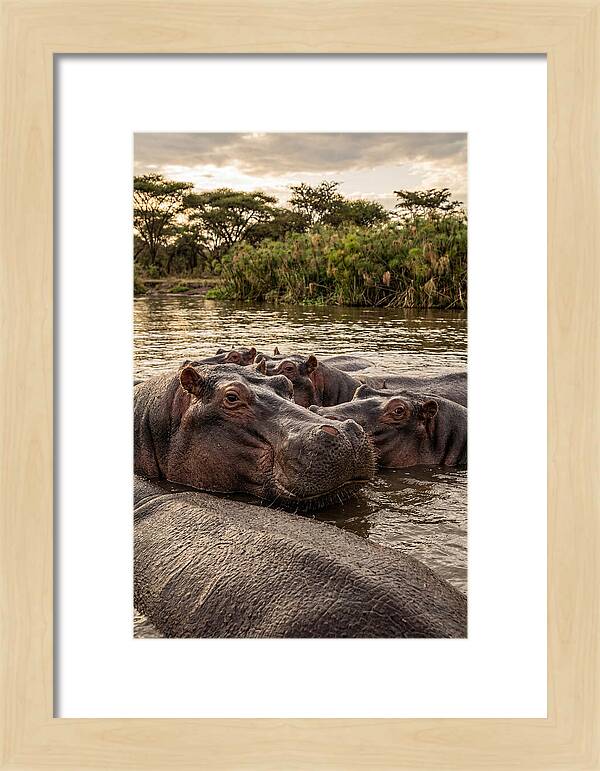 African Hippos Relaxing Together