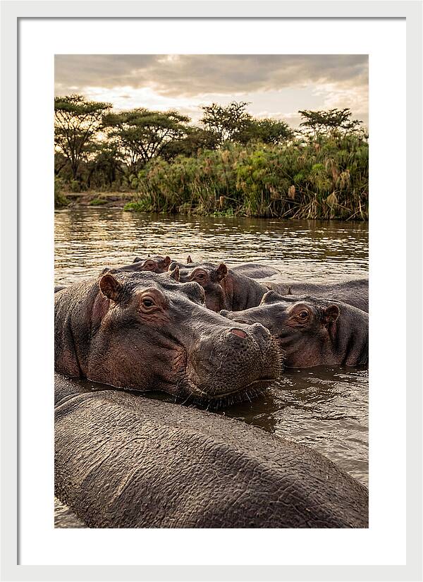 African Hippos Relaxing Together