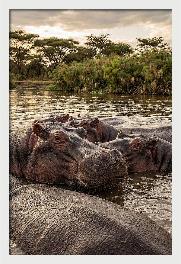 African Hippos Relaxing Together