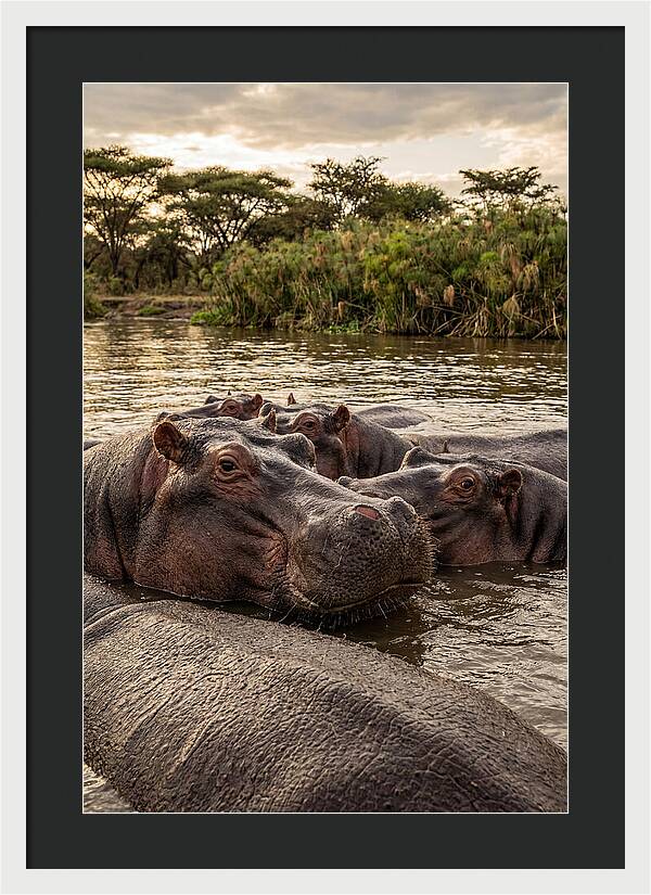 African Hippos Relaxing Together