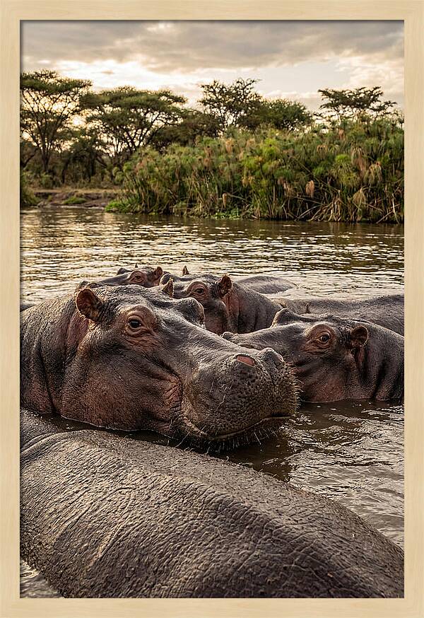 African Hippos Relaxing Together