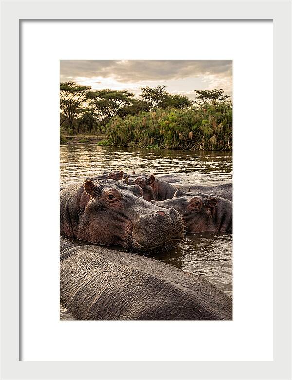 African Hippos Relaxing Together