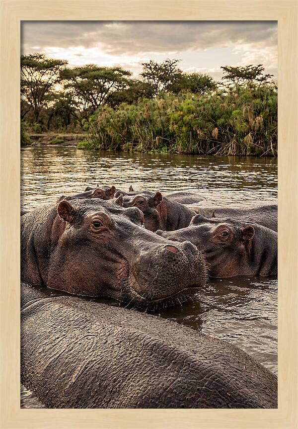 African Hippos Relaxing Together
