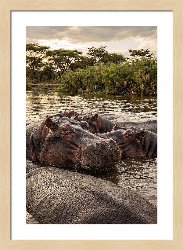African Hippos Relaxing Together