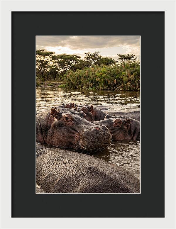 African Hippos Relaxing Together