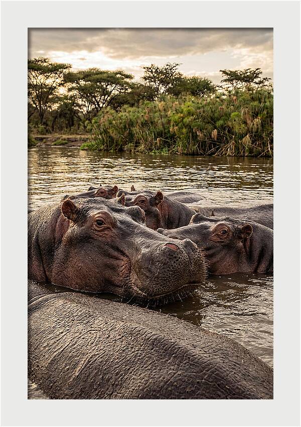 African Hippos Relaxing Together