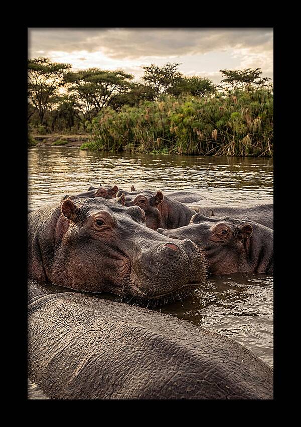 African Hippos Relaxing Together