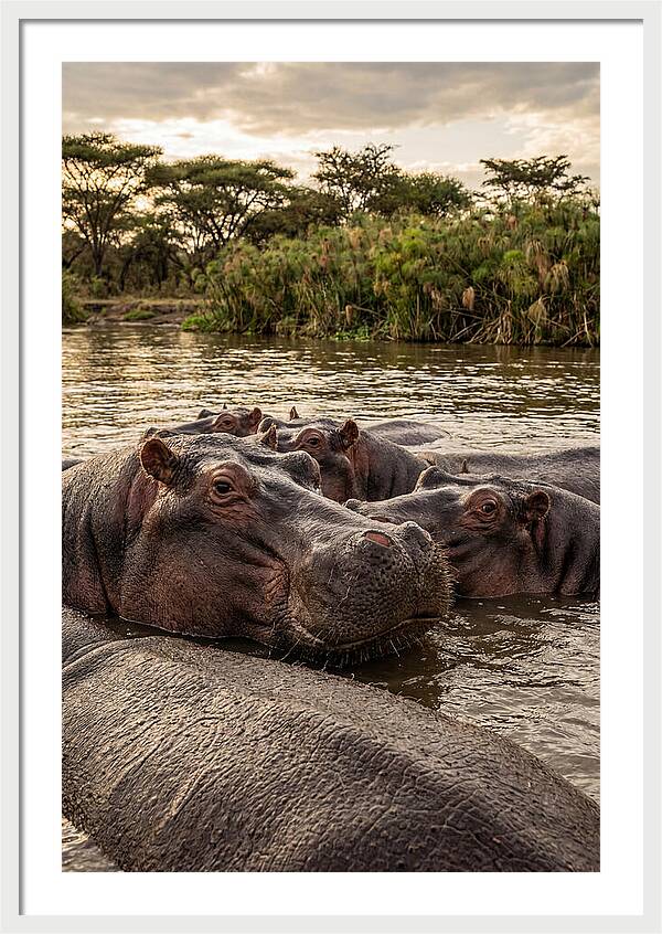 African Hippos Relaxing Together